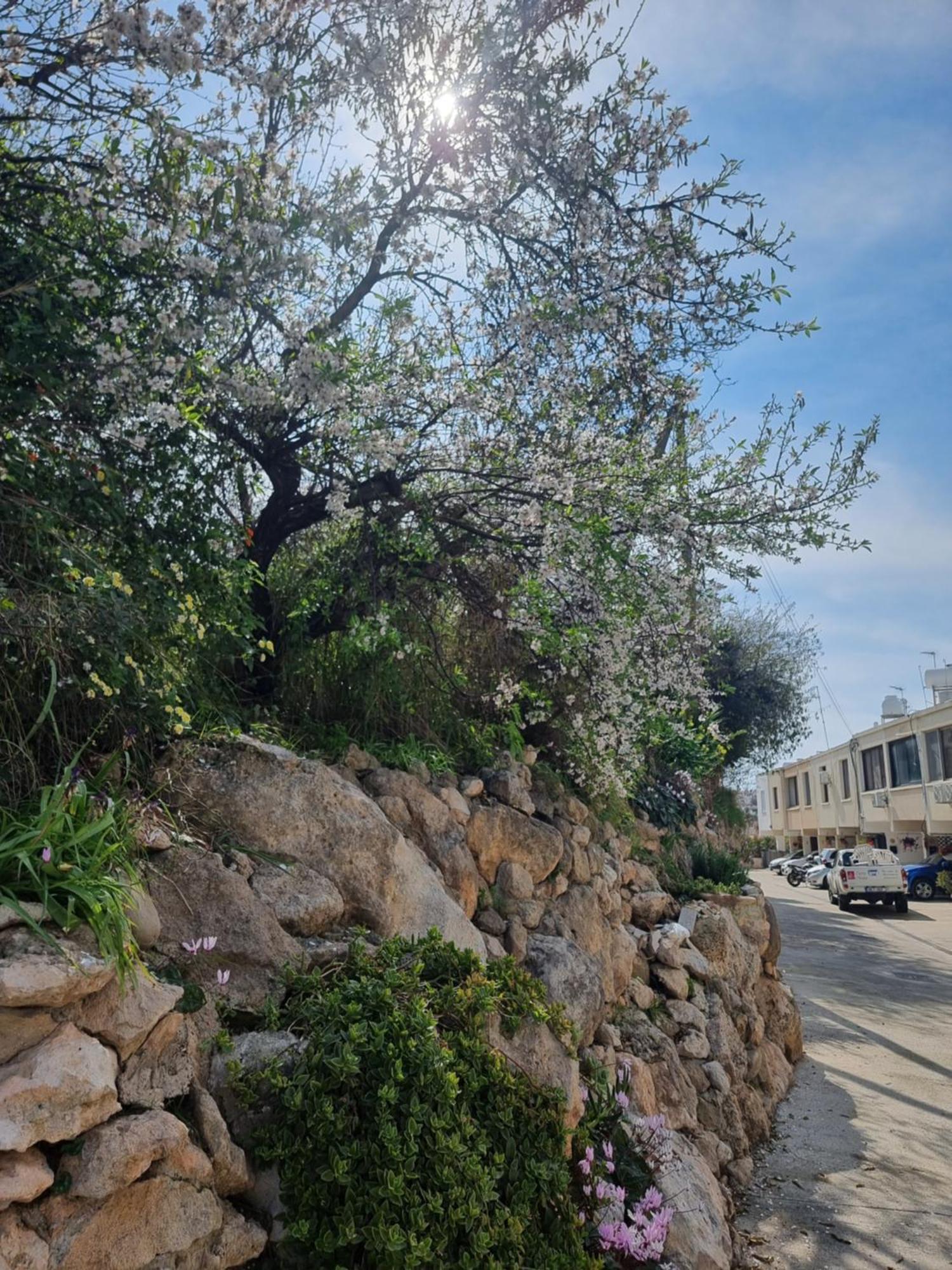 Mediterranean Valley パ フォス エクステリア 写真