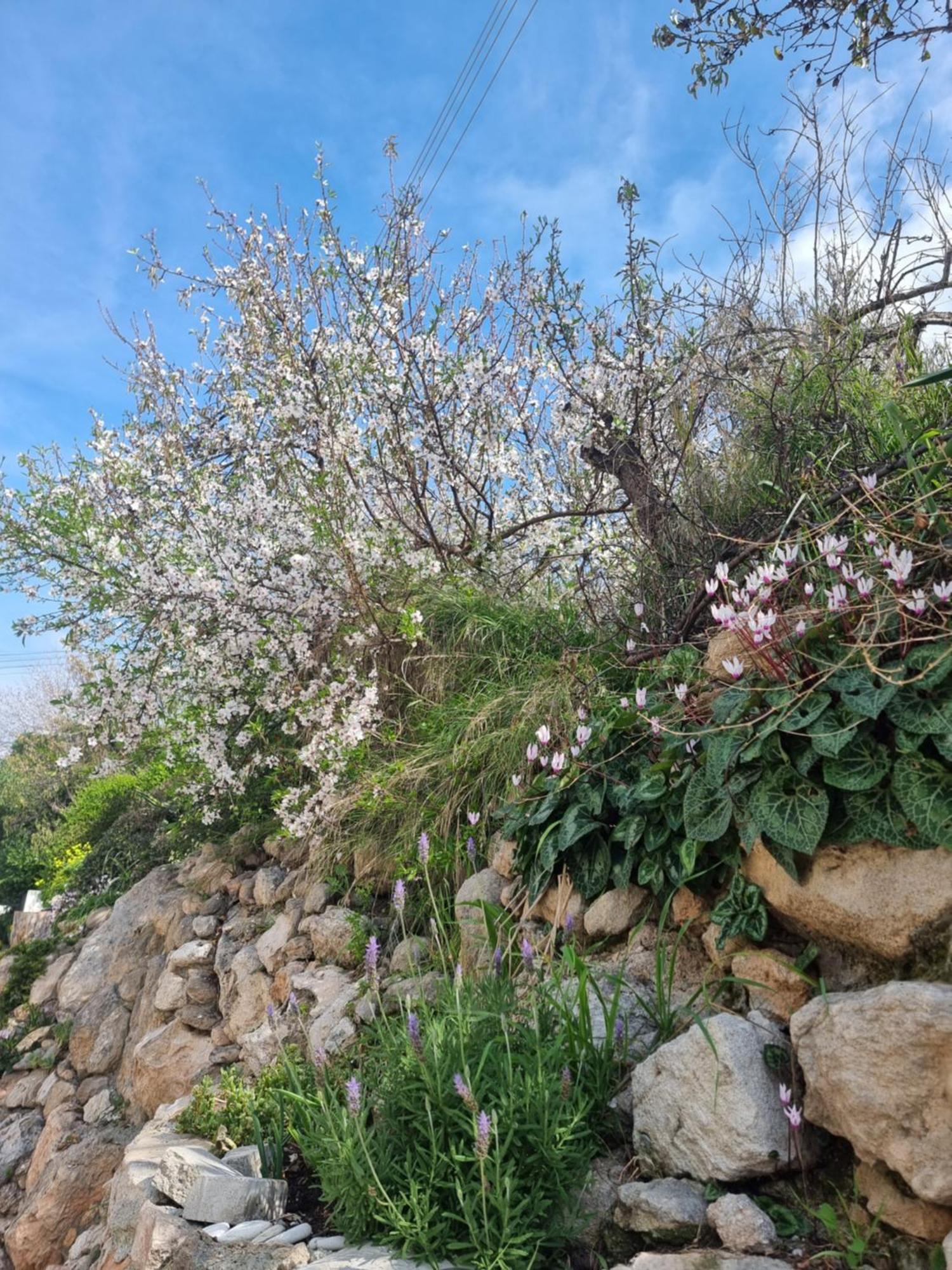 Mediterranean Valley パ フォス エクステリア 写真
